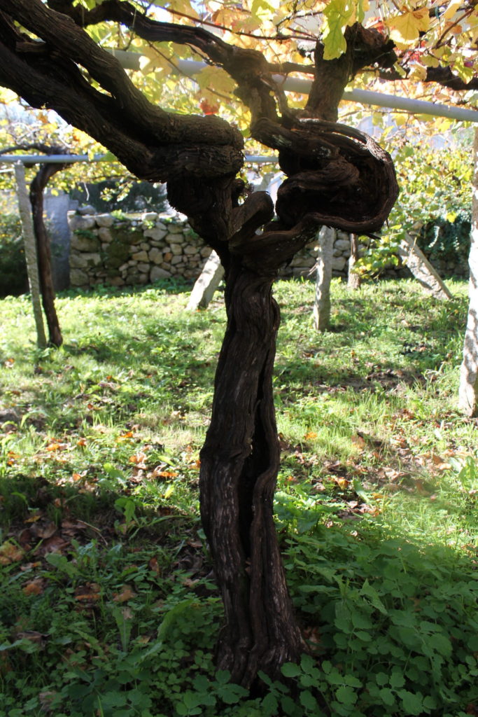 アルバリーニョの古木